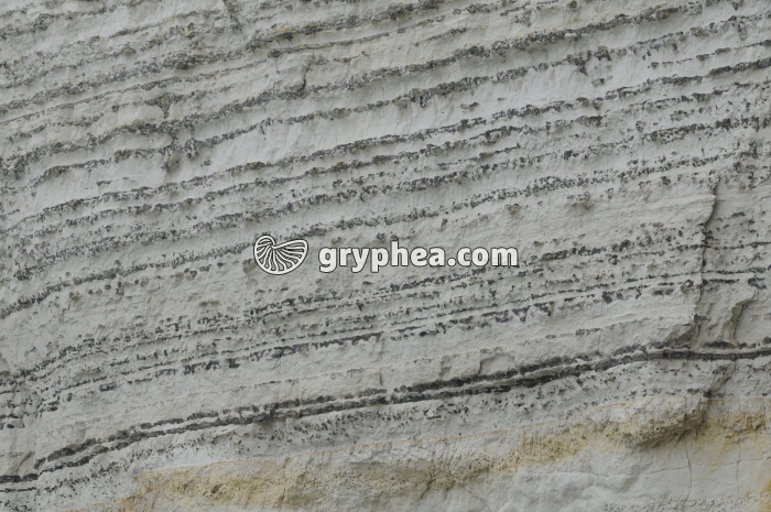 Niveaux de silex dans falaise de craie - gryphea.org